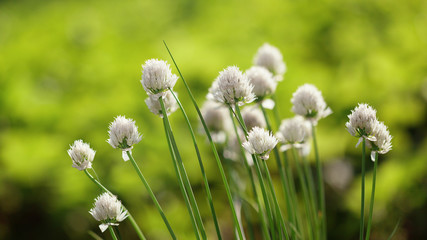 White ball-headed flowers