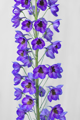 Delphinium Flower inflorescence