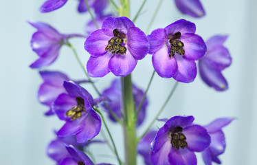 Obraz premium Close-up of violet delphinium flower