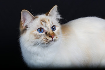 chat, animal, chaton, animal de compagnie, joli, domestique, isolé, britannique, fourrure, blanc,...