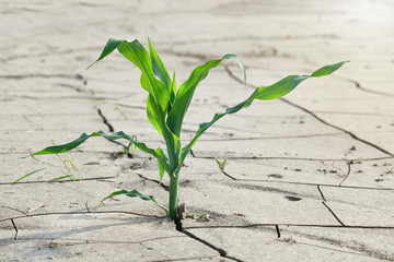 Survived maize plant on eroded barren soil