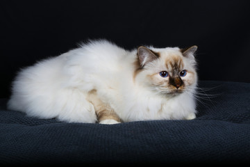 chat, animal, chaton, animal de compagnie, joli, domestique, isolé, britannique, fourrure, blanc,...
