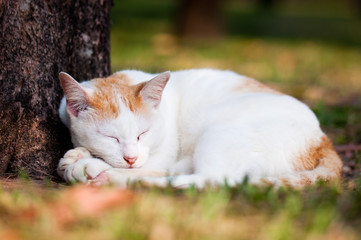 stray cat sleeping near the tree