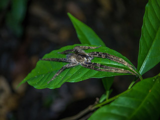 Amazon Rainforest Insect