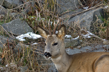 Close up the roebuck with antlers lying in the grass with snow on rocks