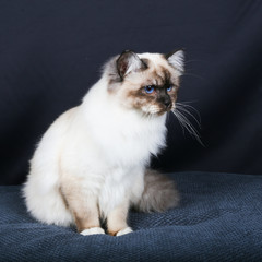 chat, chaton, animal de compagnie, animal, blanc, joli, domestique, persan, fourrure, chat,...