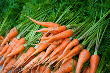 Fresh organic carrots
