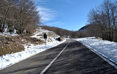 Passeggiando per il bosco
