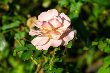 Blooming rose in garden