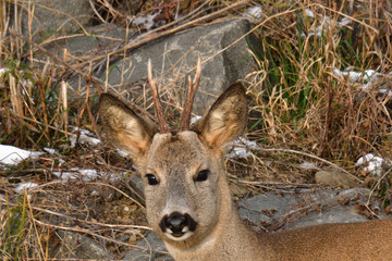 Close up the roebuck with antlers lying in the grass with snow on rocks