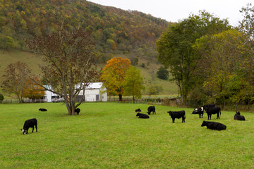 Panorama e natura della Virginia (USA)