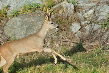 Roebuck  with antlers  walking and jumping on the meadow rock hill