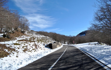 Passeggiando per il bosco