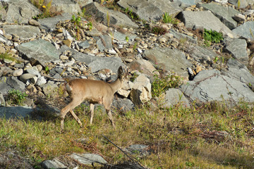 Roebuck  with antlers  walking and jumping on the meadow rock hill