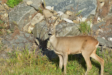 Roebuck  with antlers  walking and jumping on the meadow rock hill