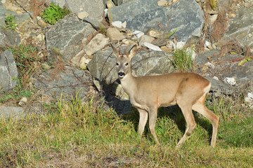 Roebuck  with antlers  walking and jumping on the meadow rock hill