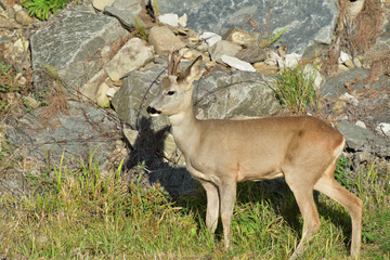 Roebuck  with antlers  walking and jumping on the meadow rock hill