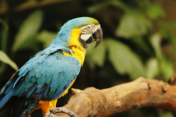 yellow and blue macaw - Ara Ararauna