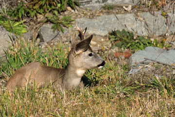 Deer Roebuck  with antlers  lying on the meadow rock hill in summer