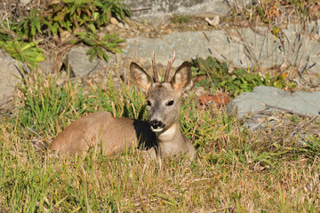 Deer Roebuck  with antlers  lying on the meadow rock hill in summer