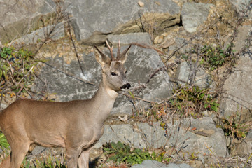 Roebuck  with antlers  walking and jumping on the meadow rock hill