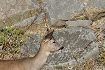 Deer Roebuck  with antlers  lying on the meadow rock hill in summer