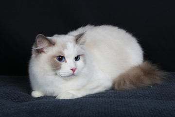chat, chaton, blanc, animal de compagnie, animal, joli, felidae, chat, fourrure, domestique, jeune, adorable, duveteux, persan, bleu, portrait, oeil bleu, yeux, beau, bébé, ragdoll, mammifère, neva, p