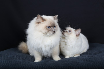 chat, chaton, blanc, animal de compagnie, animal, joli, felidae, chat, fourrure, domestique, jeune, adorable, duveteux, persan, bleu, portrait, oeil bleu, yeux, beau, bébé, ragdoll, mammifère, neva, p