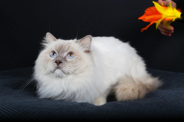 chat, chaton, blanc, animal de compagnie, animal, joli, felidae, chat, fourrure, domestique, jeune,...