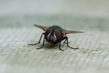 Fliege