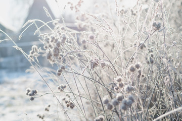 Grass covered with frost against the background of the winter morning sun, selective focus