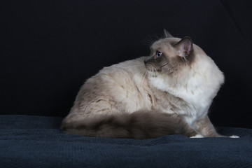 chat, chaton, blanc, animal de compagnie, animal, joli, felidae, chat, fourrure, domestique, jeune, adorable, duveteux, persan, bleu, portrait, oeil bleu, yeux, beau, b&eacute;b&eacute;, ragdoll, mammif&egrave;re, neva, p