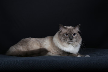 chat, chaton, blanc, animal de compagnie, animal, joli, felidae, chat, fourrure, domestique, jeune,...