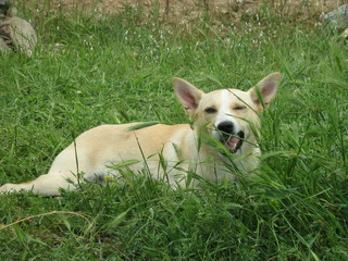 smile dog on grass