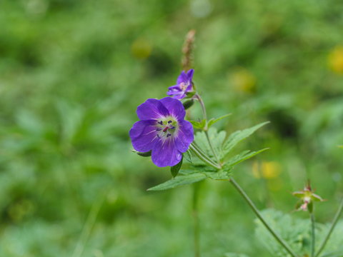 Ruprechtskraut, Stinkender Storchschnabel, Geranie