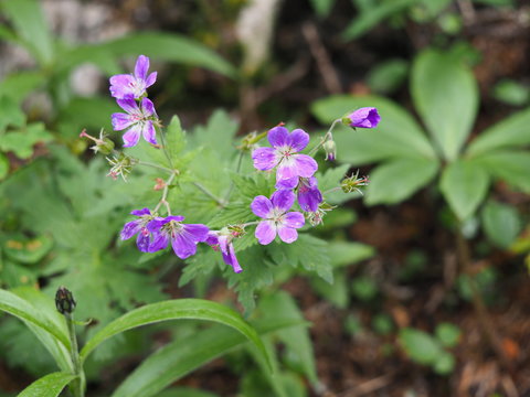 Ruprechtskraut, Stinkender Storchschnabel, Geranie
