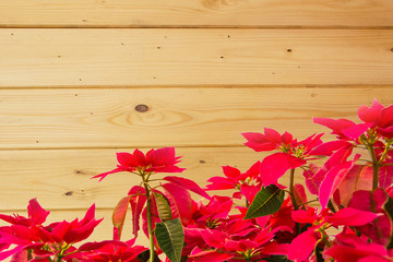 Red Christmas flowers are blooming On the wood grain background Longitudinal