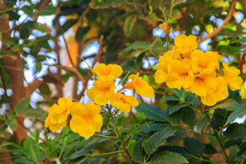 Tecoma stans flowers. Common names include yellow trumpetbush, yellow bells, yellow elder, ginger-thomas
