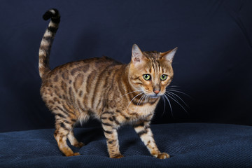 chat, chaton, animal, animal de compagnie, joli,  domestique, chat, jeune, fourrure, yeux,...