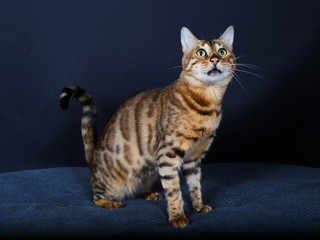 chat, chaton, animal, animal de compagnie, joli,  domestique, chat, jeune, fourrure, yeux,...