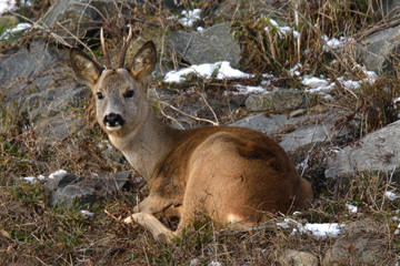 Close up the roebuck with antlers lying in the grass with snow on rocks