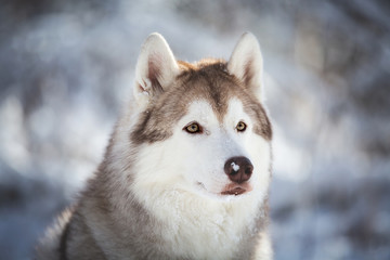 Profile Portrait of cute, happy and attentive Siberian Husky dog sitting on the snow in the fairy forest in winter