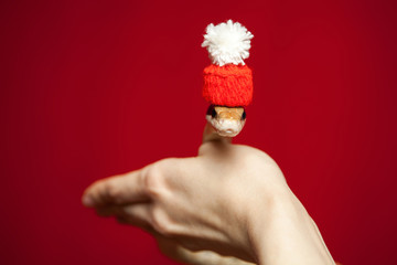 Elaphe taeniura snake in knitted red christmas hat on the hand over red background