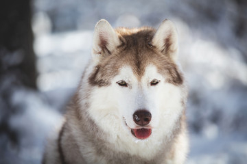 Close-up Portrait of beautiful, prideful and free Siberian Husky dog sitting on the snow in the fairy forest in winter