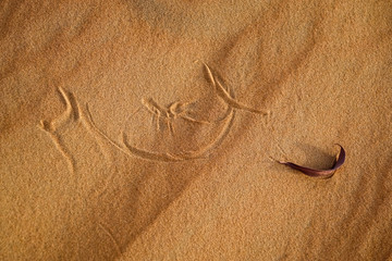 Fototapeta na wymiar Blatt in der Wüste
