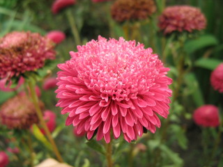 pink flower in the garden