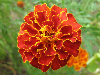red flower in the garden