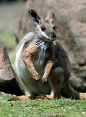 Fototapeta na wymiar Yellow-footed rock wallaby on the ground in its enclosure. Latin name - Petrogale xanthopus