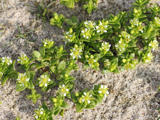 Close-up of Blossoms of the Sea Sandwort on the beach, Honckenya peploides
