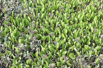 Young leaves of Lilac beach on a salt marsh in spring